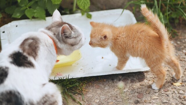 White and grey mother cat sharing food with small ginger kitten from yellow bowl outdoors on white surface - Powered by Adobe