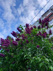 lilac in the garden