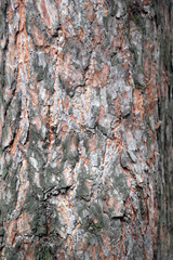 bark tree texture, background, texture, pattern, background. close up of bark of pine tree