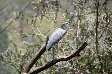 the white faced heron is perched in a tree