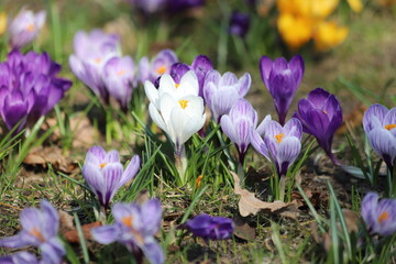 Fototapeta premium Spring crocus, Violet Giant Dutch, crocus vernus. Close up.