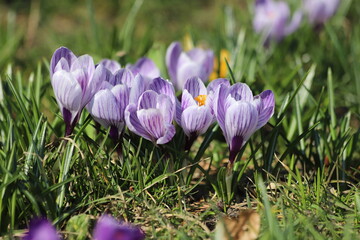 Spring crocus, Violet Giant Dutch, crocus vernus. Close up.