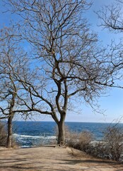 tree on the edge of a ravine. close-up of a lonely tree without leaves against the backdrop of the sea. warm sunny winter day