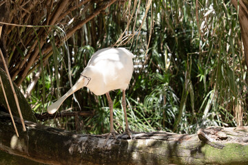 the yellow spoonbill is standing on a log