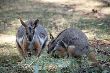 two yellow footed rock wallaby eating