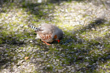 the male zebra finch was looking for food