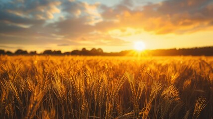 Fototapeta premium Endless fields of golden wheat swaying under a vibrant sunset sky, capturing the essence of nature’s beauty and rural landscapes.