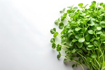watercress on white background