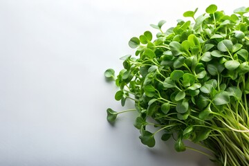 Watercress on White Background