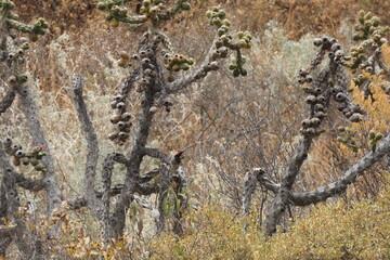 Flora, fauna, al aire libre, paseo, viaje, sierra, rocas, texturas de montaña, web, redes, digital