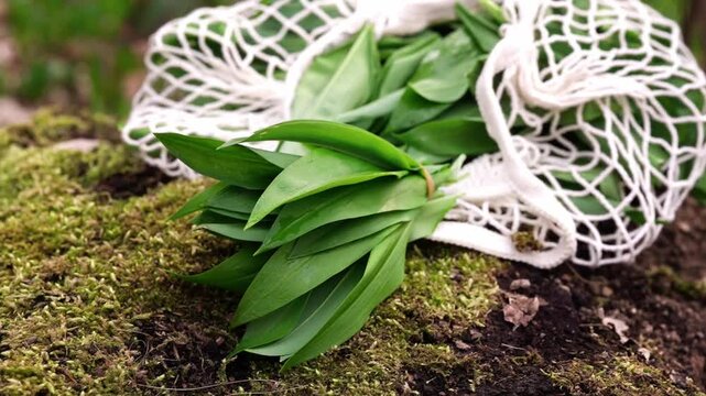 A bundle of wild garlic ramsons lying on forest moss next to an open cotton mesh bag after foraging. A visual story of natural food, sustainable harvest and mindful connection with nature