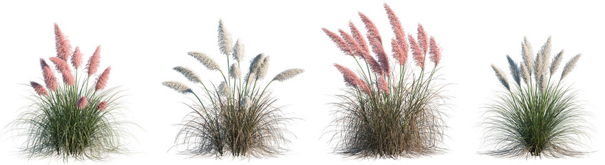 Set of Cortaderia selloana rosea and Cortaderia selloana pumila isolated frontal png on a transparent background perfectly cutout