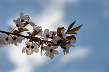White blossoms of Prunus cerasifera or cherry-plum in late winter, close up