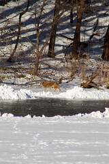 Coyote standing and strutting on frozen lake on sunny winter day