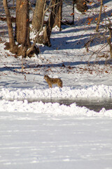 Coyote standing on frozen lake on sunny winter day