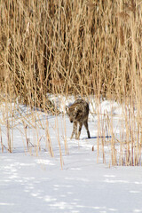 Coyote walking on frozen lake on sunny winter day