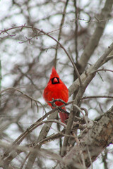 Male red cardinal on tree branch in winter
