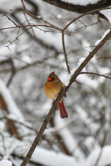 Female cardinal on tree branch in winter after fresh snowfall