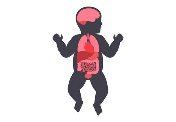 Human internal organs