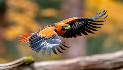 Obraz premium Fierce hawk in flight, autumn forest background, wildlife photography