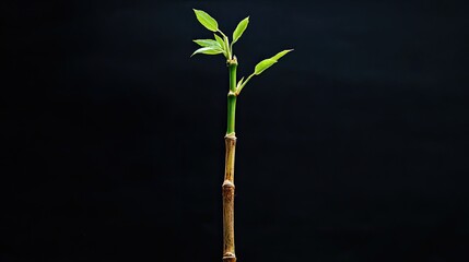 A sharp and bright image of a single bamboo shoot growing upward with small green leaves sprouting from its nodes