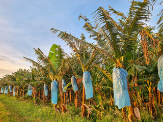 Bunches of bananas in a banana plantation covered with plastic bags for protection and increased productivity