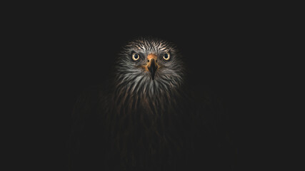 Portrait Of A Red Kite (Milvus milvus)