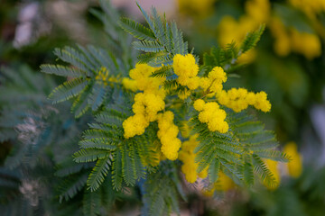 Selective focus of yellow flowers on the tree with green leaves, Acacia baileyana, Cootamundra wattle or golden mimosa is a species of flowering plant in the family Fabaceae, Natural floral background