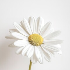 Naklejka premium Daisy in minimalist design on white background under bright studio lighting, clean lines, and a modern, simple composition.
