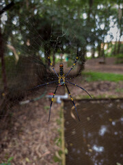 spider on the web