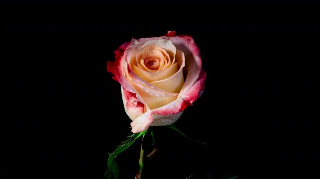 Tender Cream Rose Blooming in Time Lapse. Pink Flower Moving Petals in Fast Motion on a Black Background and Wilting to Dry Plant