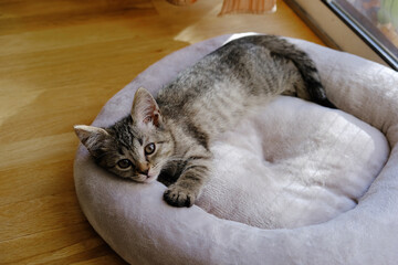 Little kitten resting on a cat bed.