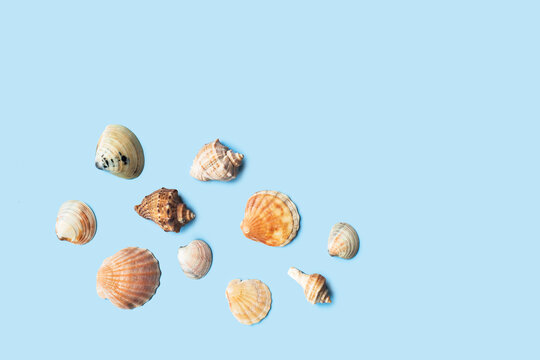 Composition with sea shell and starfish on blue minimal background. Summer frame concept, travel vacation pattern. Ocean shells isolated, marine set. Flat lay, top view, place for text, copy space
