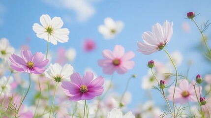 Cosmos Flowers Blooming Under a Bright Blue Sky with Soft Clouds and Sunlight