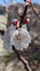 cherry blossom in bloom