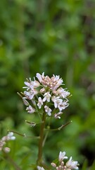 white and pink flowers