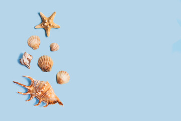 Composition with sea shell and starfish on blue minimal background. Summer frame concept, travel vacation pattern. Ocean shells isolated, marine set. Flat lay, top view, place for text, copy space