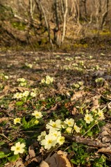 Yellow wildflowers bloom across in spring forest