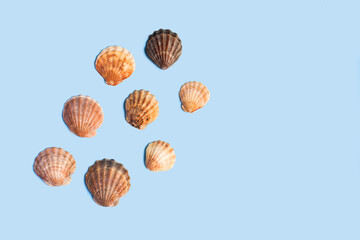 Composition with sea shell on blue minimal background. Summer frame concept, travel vacation pattern. Ocean shells isolated, marine set. Flat lay, top view, place for text, copy space banner