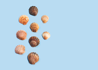 Composition with sea shell on blue minimal background. Summer frame concept, travel vacation pattern. Ocean shells isolated, marine set. Flat lay, top view, place for text, copy space banner