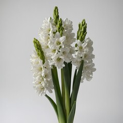 white hyacinth flower
