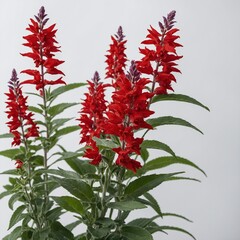 red and white flowers