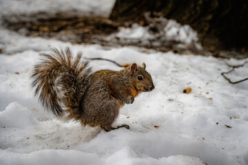 squirrel in the snow