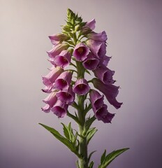 lilac flowers on a wooden background