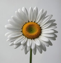white daisy flower
