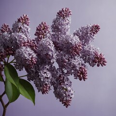 lilac flowers on a branch