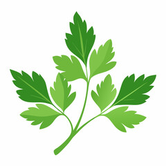 Parsley leaves on a white background