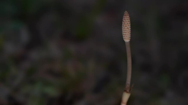 Tokyo,Japan - March 24, 2025: Closeup of horsetail at night