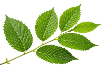 Green leaves isolated on white or transparent background, natural forest or garden plant, botany herbal mint growth, closeup of fresh organic herb
