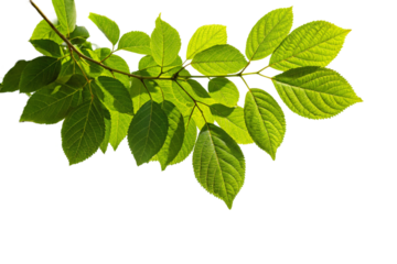 Green leaves isolated on white or transparent background, natural forest or garden plant, botany herbal mint growth, closeup of fresh organic herb with flower branch